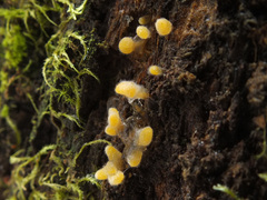 Calocera pallidospathulata