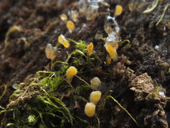 Calocera pallidospathulata