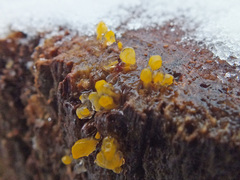 Calocera pallidospathulata