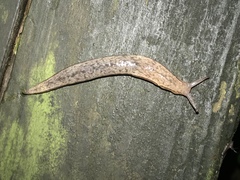 Meghimatium bilineatum