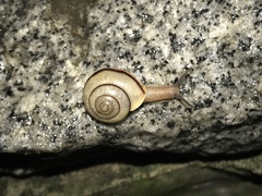 Bradybaena similaris