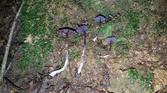 Cortinarius bibulus