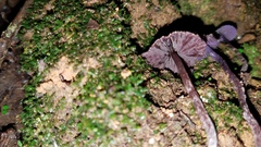 Cortinarius bibulus