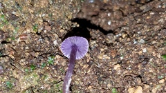 Cortinarius bibulus
