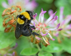 Bombus argillaceus