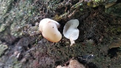 Auriscalpium villipes