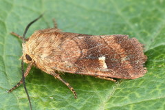 Eriopygodes imbecilla