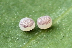 Eriopygodes imbecilla