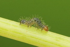 Eriopygodes imbecilla