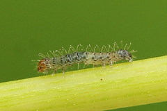 Eriopygodes imbecilla