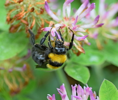 Bombus argillaceus