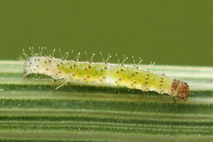 Eriopygodes imbecilla