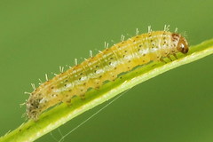 Eriopygodes imbecilla