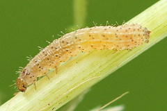 Eriopygodes imbecilla