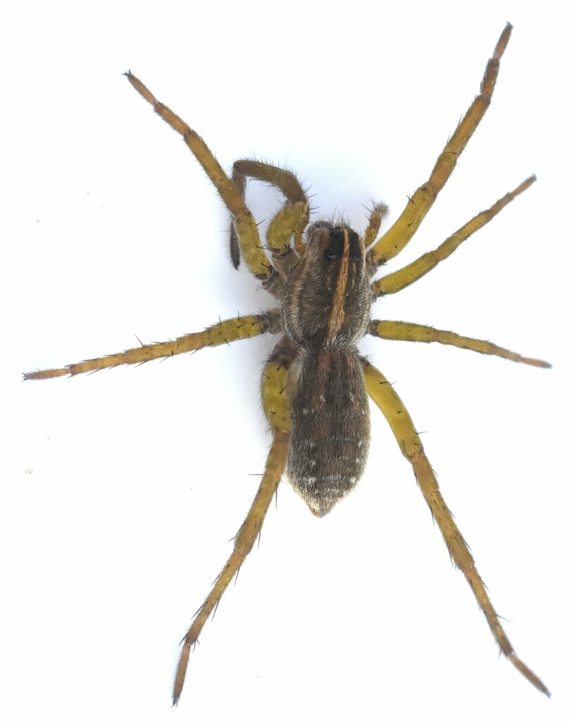Wetland Giant Wolf Spider from Mills County, TX, USA on June 24, 2023