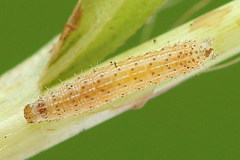 Eriopygodes imbecilla