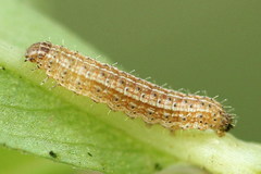 Eriopygodes imbecilla