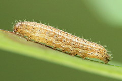 Eriopygodes imbecilla