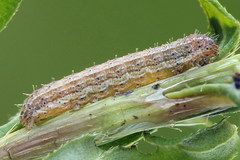 Eriopygodes imbecilla