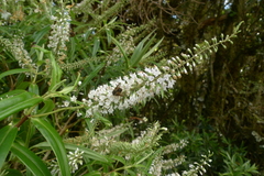 Veronica corriganii