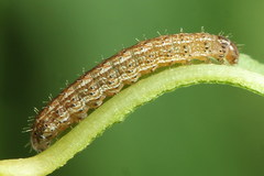 Eriopygodes imbecilla