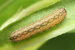 Eriopygodes imbecilla