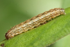 Eriopygodes imbecilla