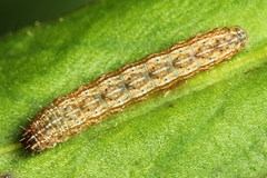 Eriopygodes imbecilla