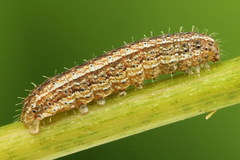 Eriopygodes imbecilla