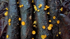 Dicephalospora rufocornea