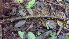 Dicephalospora rufocornea