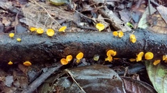 Dicephalospora rufocornea