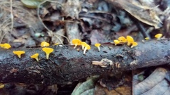 Dicephalospora rufocornea