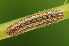 Eriopygodes imbecilla