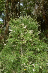 Veronica corriganii
