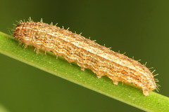 Eriopygodes imbecilla