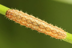 Eriopygodes imbecilla