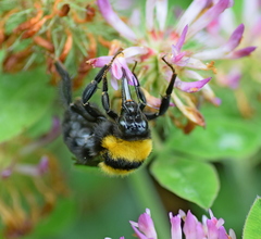 Bombus argillaceus