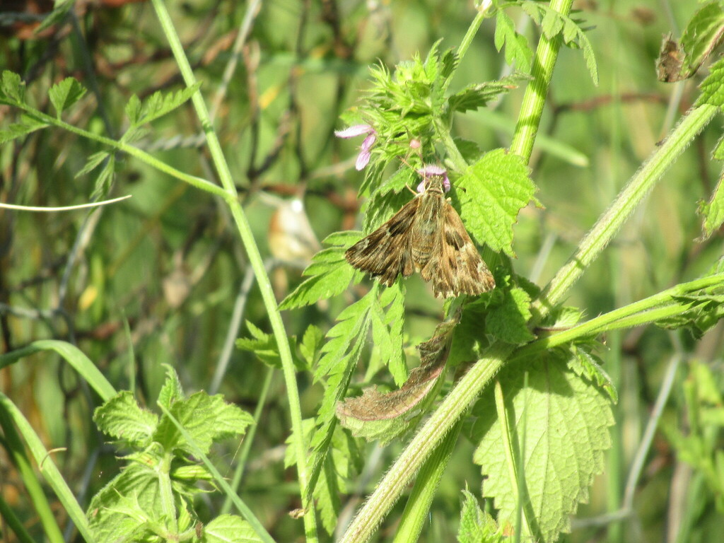 Mallow Skipper
