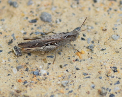 Chorthippus maritimus maritimus