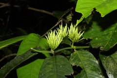 Oxyanthus speciosus