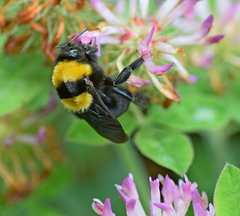 Bombus argillaceus
