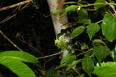 Oxyanthus speciosus
