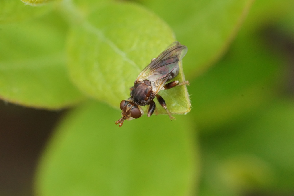Myopa virginica