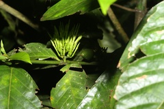 Oxyanthus speciosus