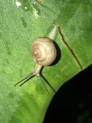 Bradybaena similaris