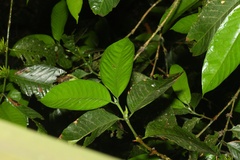Oxyanthus speciosus