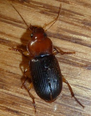 Amphasia interstitialis