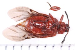 Paratenetus