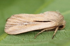 Leucania comma